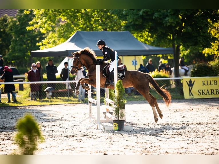Welsh-C Castrone 9 Anni 141 cm Sauro scuro in Podłęcze