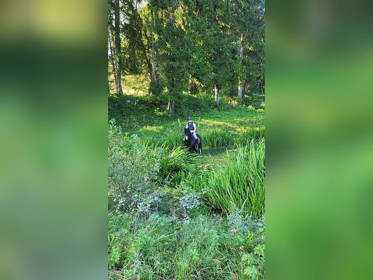 Welsh-C Étalon 18 Ans 134 cm Bai brun foncé in Bad Feilnbach