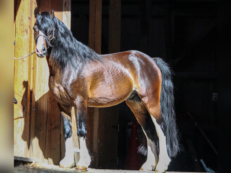 Welsh-C Étalon 18 Ans 134 cm Bai brun foncé in Bad Feilnbach