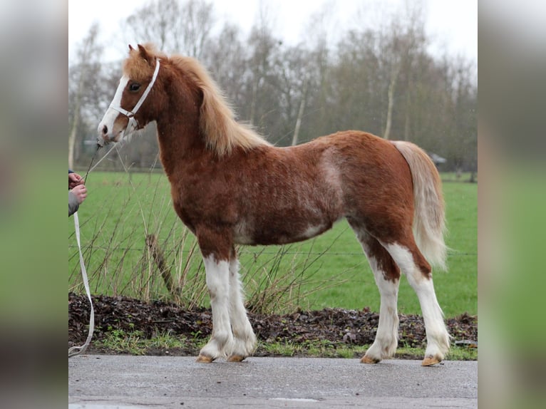 Welsh-C Étalon 1 Année 130 cm Alezan in Hengelo (Gld)