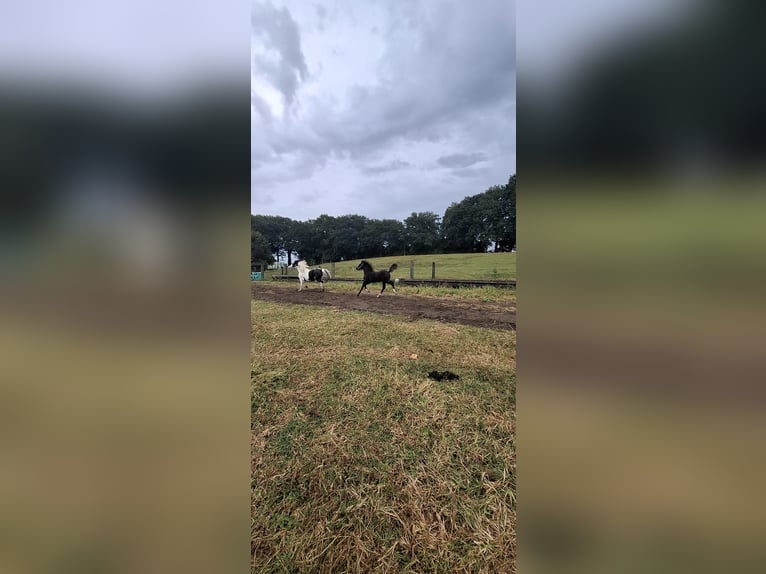 Welsh-C Croisé Étalon 1 Année 130 cm Noir in Uelsen