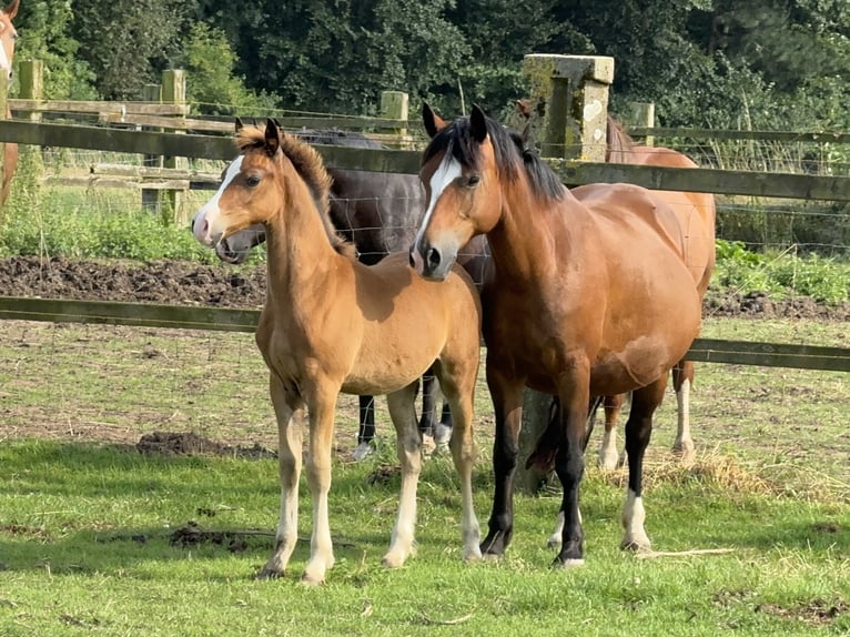 Welsh-C Étalon 2 Ans 140 cm Bai in Meerbusch