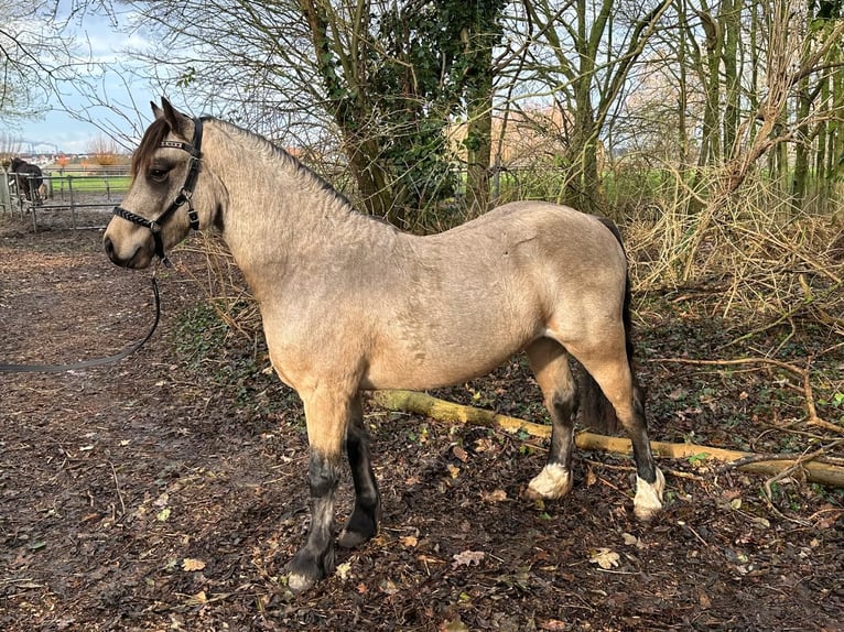 Welsh-C Étalon 3 Ans 134 cm Buckskin in Oostvoorne