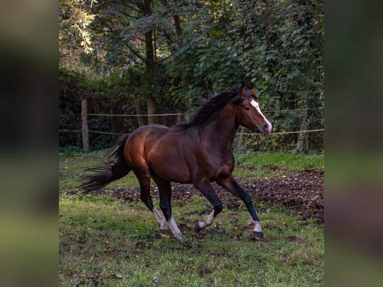Welsh-C Étalon 4 Ans 135 cm Bai in Angermünde