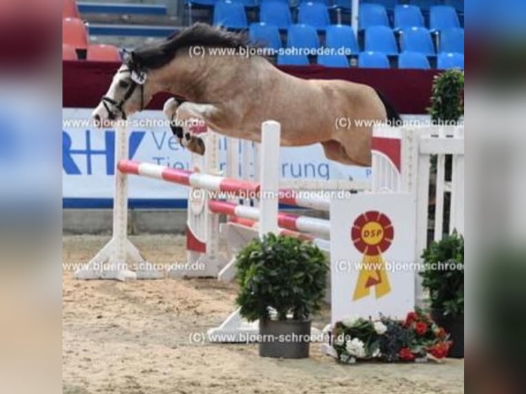 Welsh-C Étalon 8 Ans 132 cm Buckskin in Oldsum auf Föhr