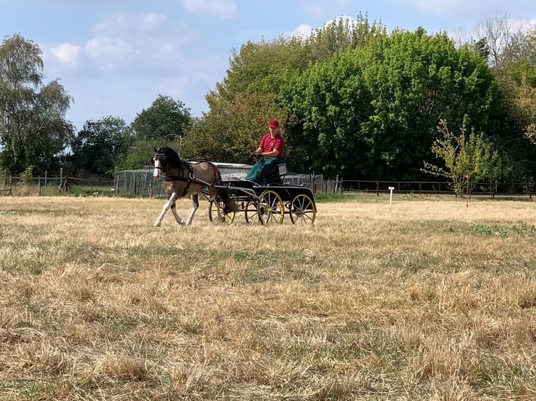 Welsh-C Étalon 8 Ans 132 cm Buckskin in Oldsum auf Föhr