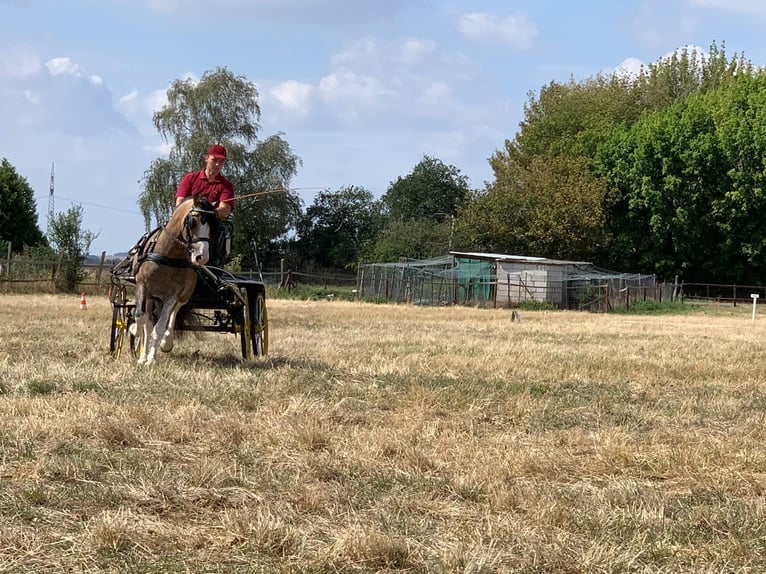 Welsh-C Étalon 8 Ans 132 cm Buckskin in Oldsum auf Föhr