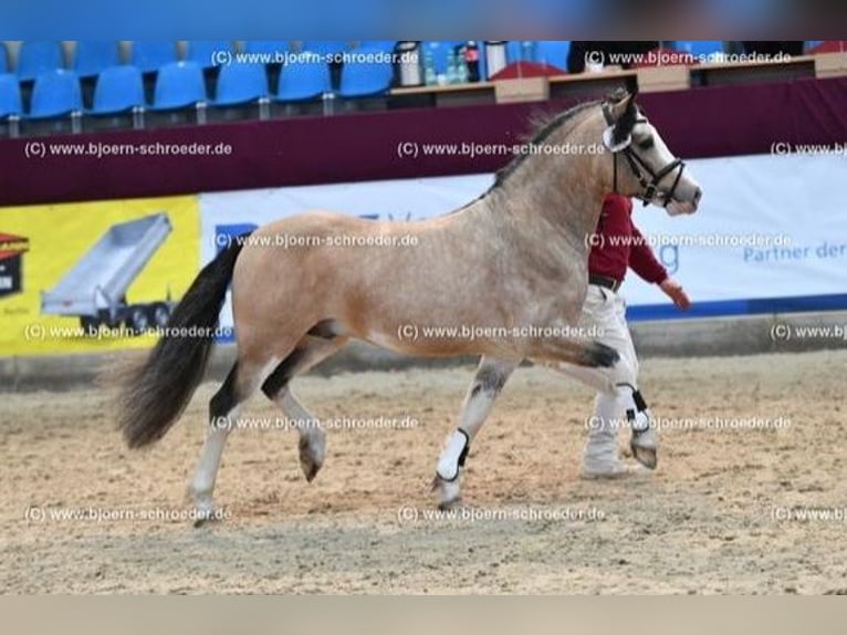 Welsh-C Étalon 8 Ans 132 cm Buckskin in Oldsum auf Föhr