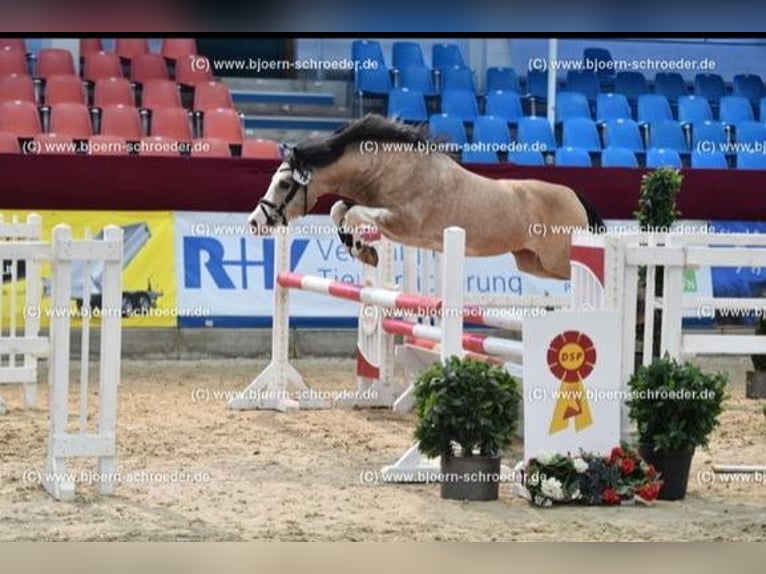 Welsh-C Étalon 8 Ans 132 cm Buckskin in Oldsum auf Föhr