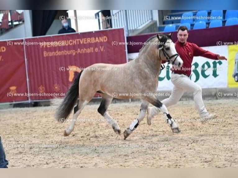 Welsh-C Étalon 8 Ans 132 cm Buckskin in Oldsum auf Föhr