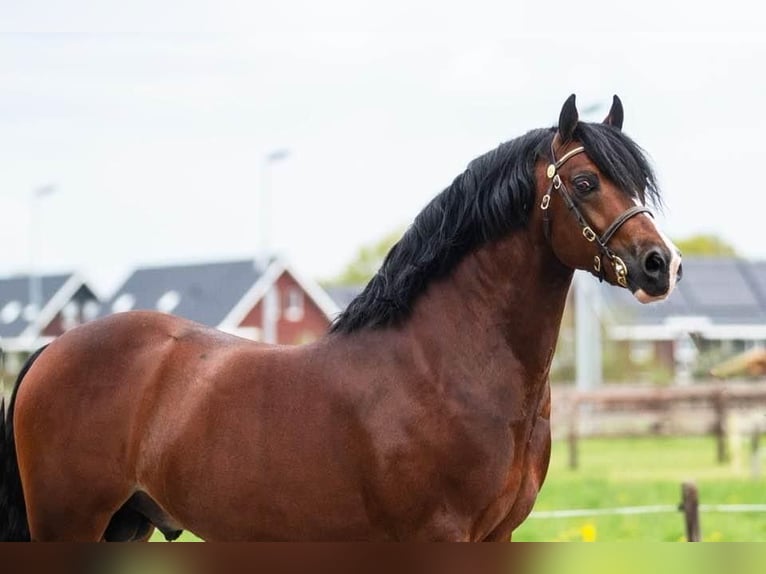 Welsh-C Étalon Poulain (04/2024) 136 cm Alezan in Hengelo (Gld)