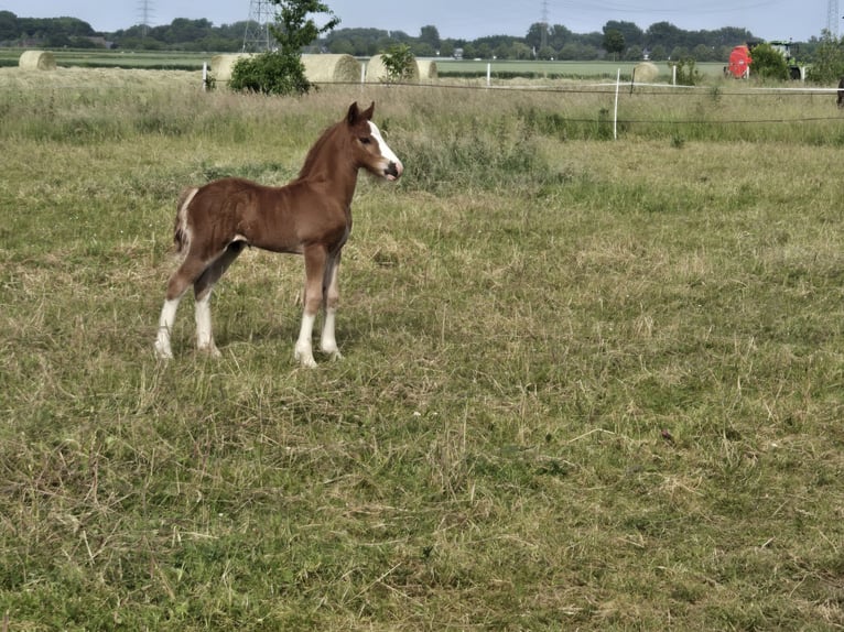Welsh-C Étalon Poulain (05/2026) 136 cm Alezan in Korschenbroich