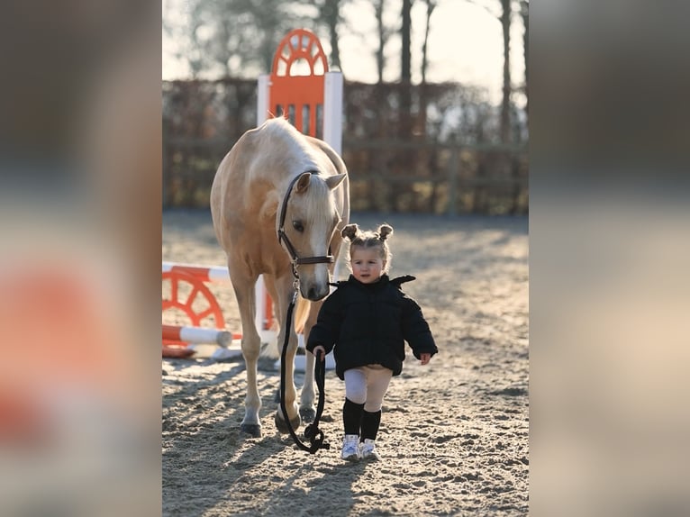 Welsh-C Giumenta 10 Anni 136 cm Palomino in Oost West en Middelbeers
