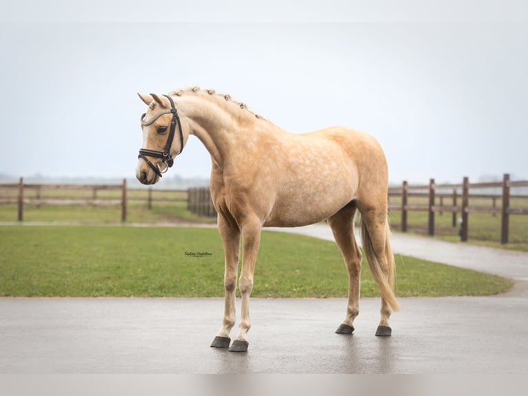 Welsh-C Giumenta 10 Anni 136 cm Palomino in Oost West en Middelbeers