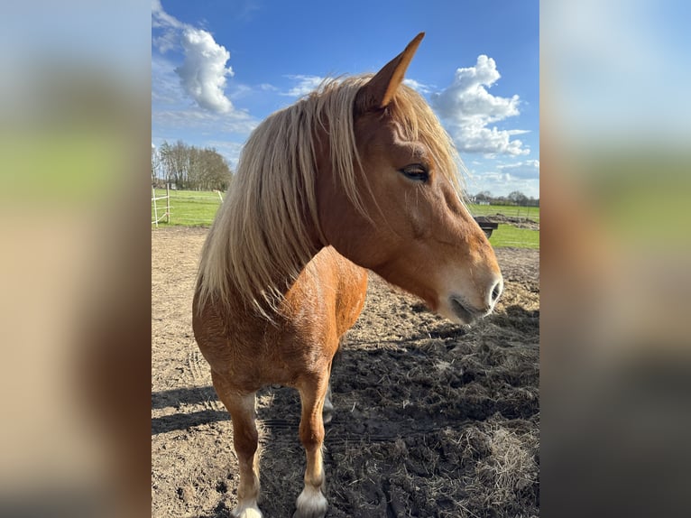 Welsh-C Mix Giumenta 10 Anni 160 cm Sauro in Raddestorf