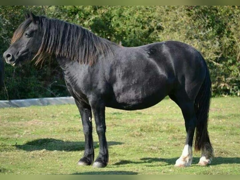 Welsh-C Giumenta 11 Anni 127 cm Morello in Rotherham