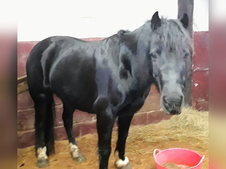 Welsh-C Giumenta 11 Anni 127 cm Morello in Rotherham