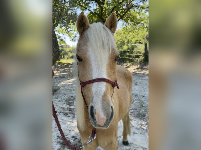 Welsh-C Giumenta 11 Anni 127 cm Palomino in Aix en provence