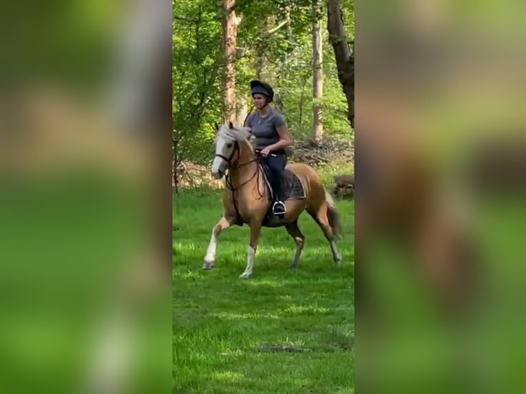 Welsh-C Giumenta 11 Anni 133 cm Palomino in Hengelo (Gld)