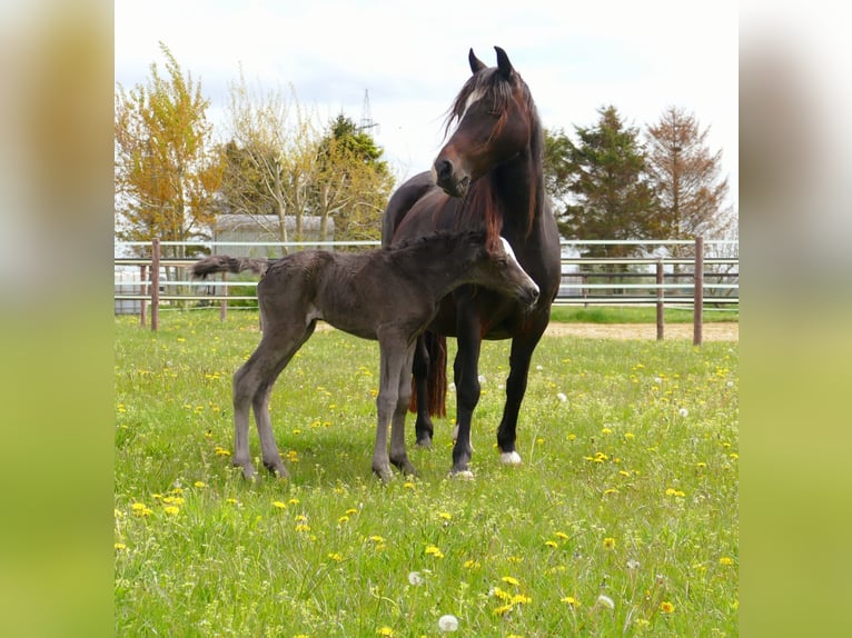 Welsh-C Giumenta 12 Anni 131 cm Baio scuro in Varel Grünenkamp