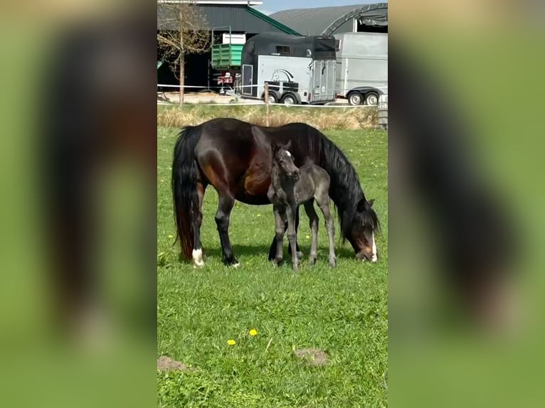 Welsh-C Giumenta 12 Anni 131 cm Baio scuro in Varel Grünenkamp