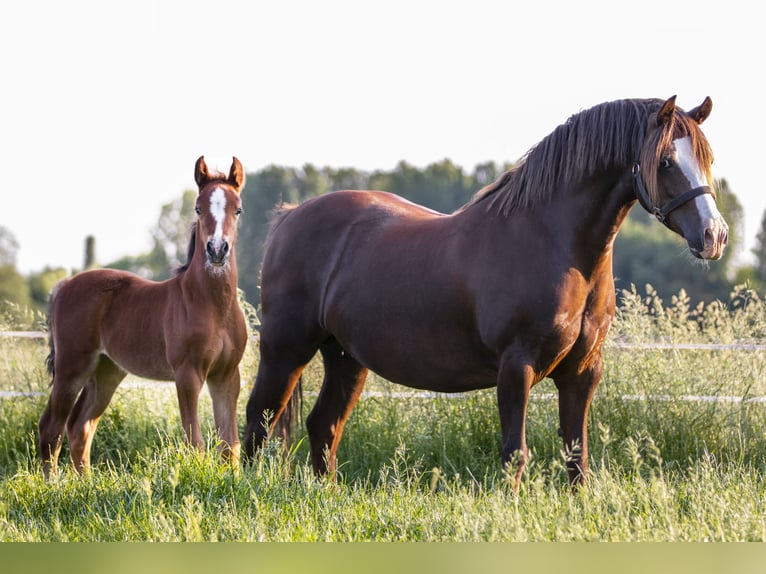 Welsh-C Giumenta 12 Anni 136 cm Sauro in Nuenen