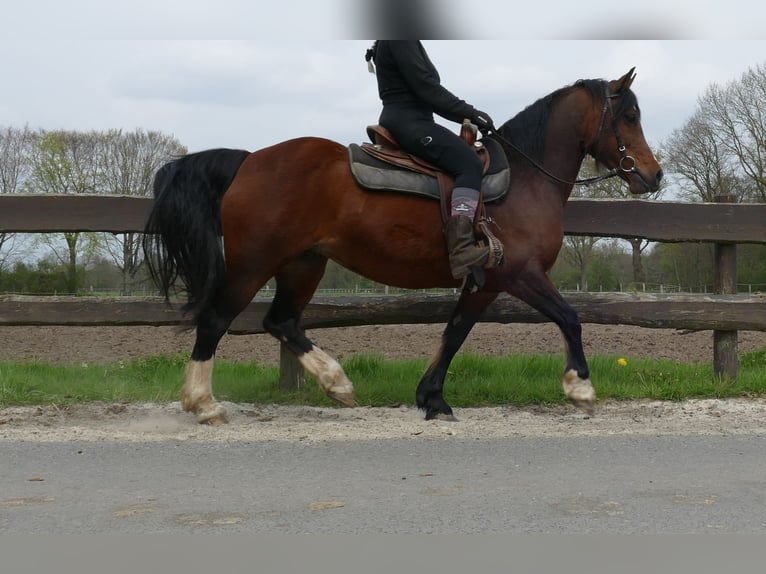 Welsh-C Giumenta 12 Anni 138 cm Baio in Lathen