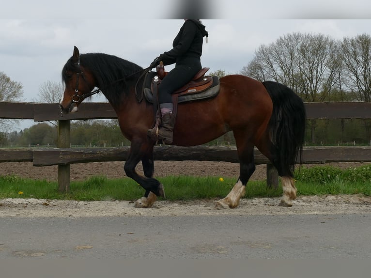 Welsh-C Giumenta 12 Anni 138 cm Baio in Lathen