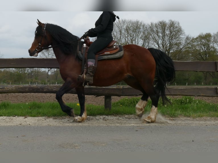 Welsh-C Giumenta 12 Anni 138 cm Baio in Lathen