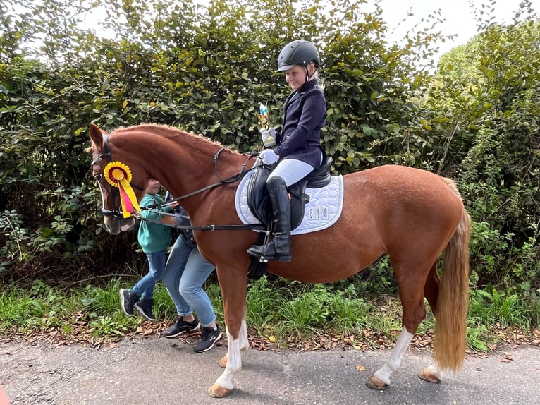 Welsh-C Giumenta 12 Anni 138 cm Sauro in Uedem