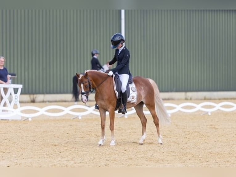 Welsh-C Giumenta 13 Anni 132 cm Sauro scuro in Rijssen