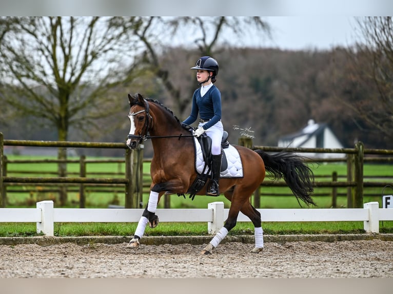 Welsh-C Giumenta 13 Anni 134 cm Baio in Vorden