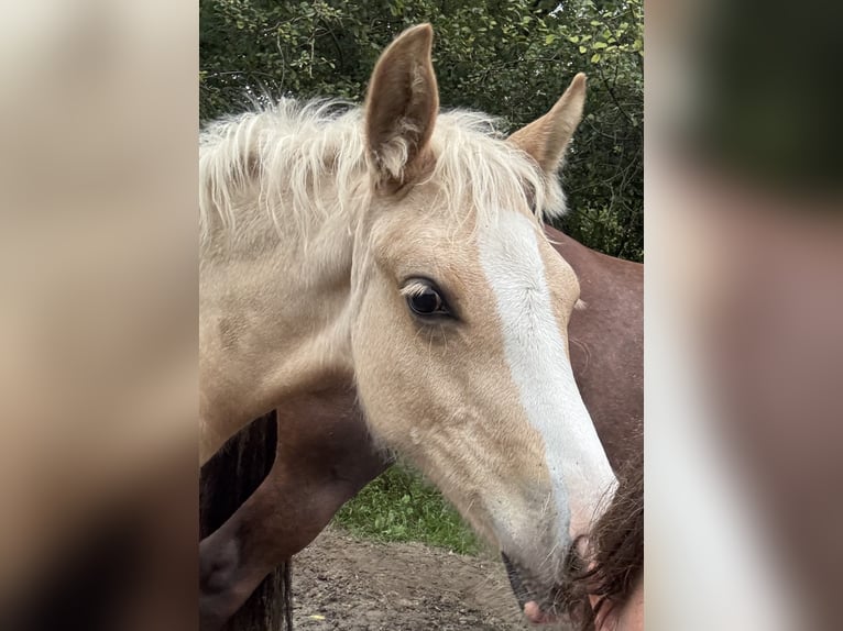 Welsh-C Giumenta 13 Anni 134 cm Sauro scuro in Westerstede