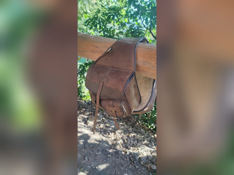 Welsh-C Giumenta 13 Anni 140 cm Sauro in SteinachWelschensteinach