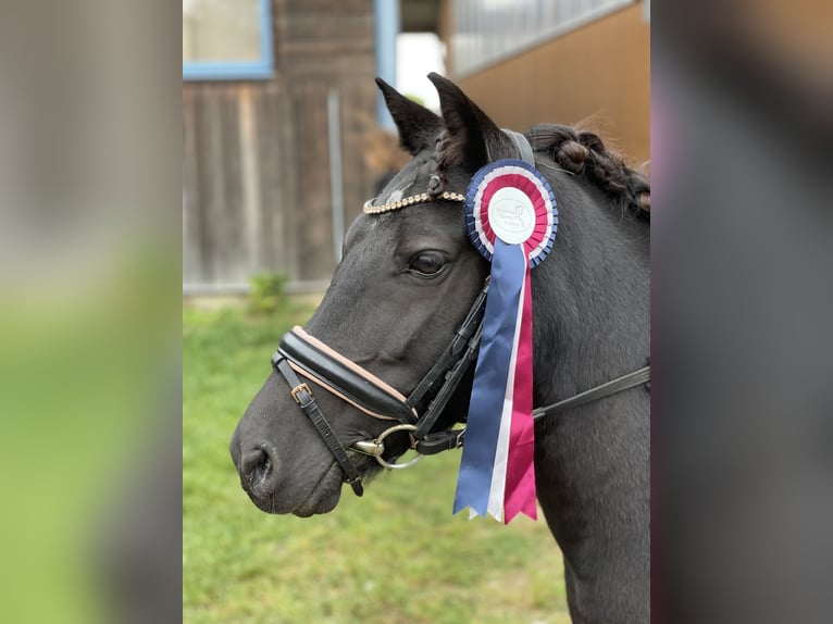 Welsh-C Mix Giumenta 14 Anni 128 cm Morello in Neusiedl/Zaya