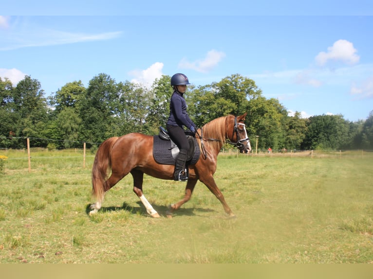 Welsh-C Giumenta 14 Anni 128 cm Sauro in Heerenveen