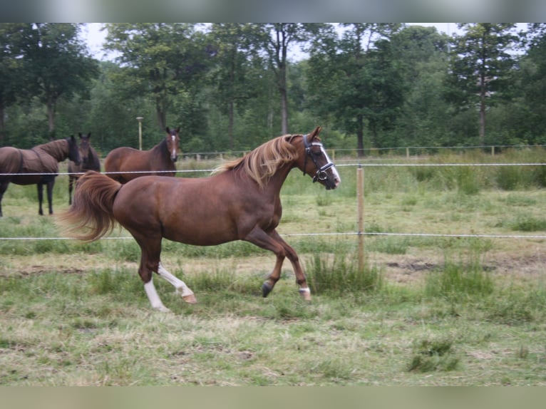 Welsh-C Giumenta 14 Anni 128 cm Sauro in Oudeschoot