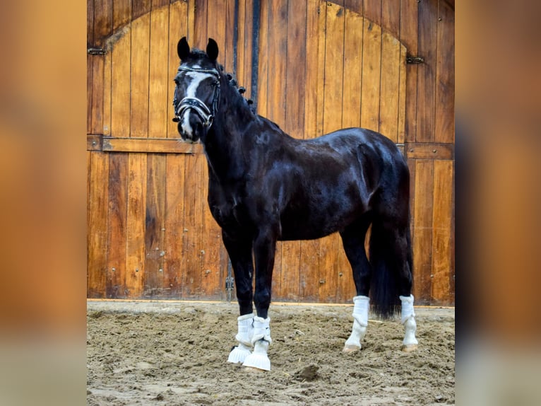 Welsh-C Giumenta 14 Anni 133 cm Morello in Putten