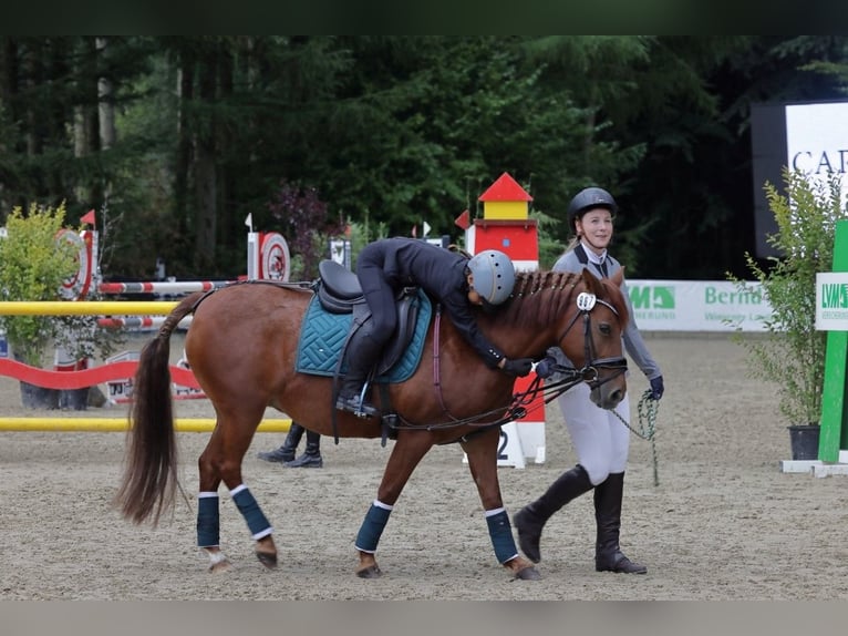Welsh-C Mix Giumenta 14 Anni 135 cm Sauro in Rosengarten