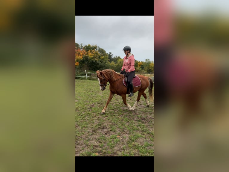 Welsh-C Giumenta 14 Anni 137 cm Sauro in Liebenau