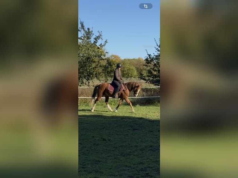 Welsh-C Giumenta 14 Anni 137 cm Sauro in Liebenau