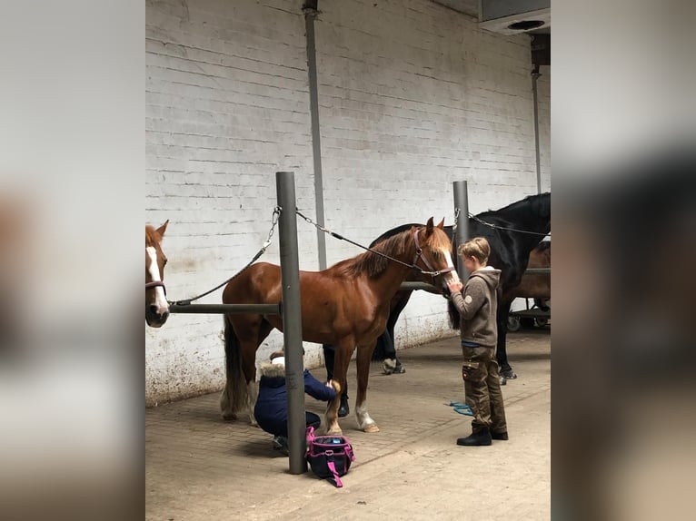 Welsh-C Giumenta 14 Anni 137 cm Sauro in Liebenau