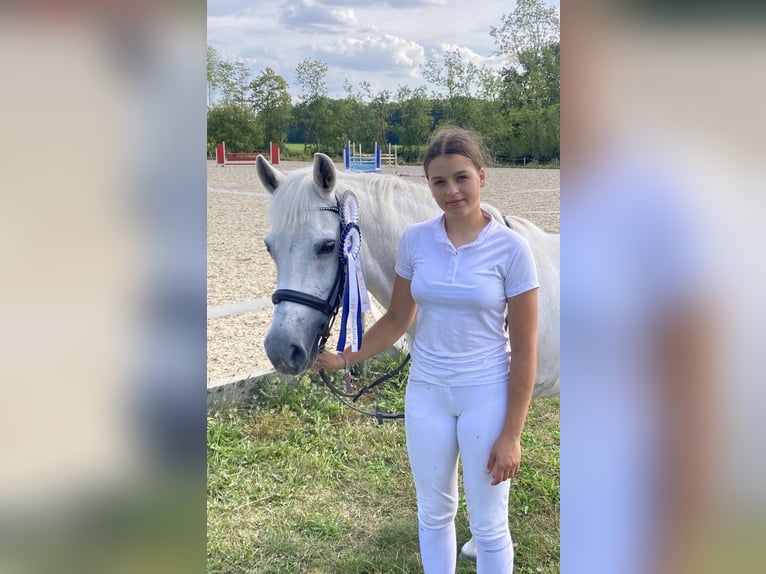 Welsh-C Giumenta 16 Anni 134 cm Grigio in Papenhagen