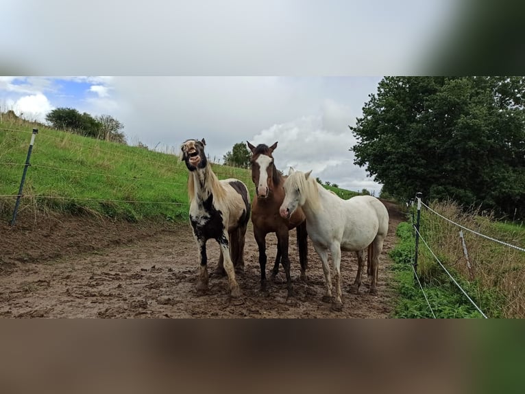 Welsh-C Mix Giumenta 16 Anni 135 cm Grigio in Rehling