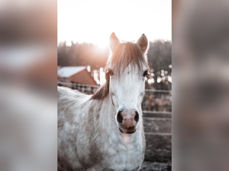 Welsh-C Giumenta 16 Anni 139 cm Grigio in Eichendorf