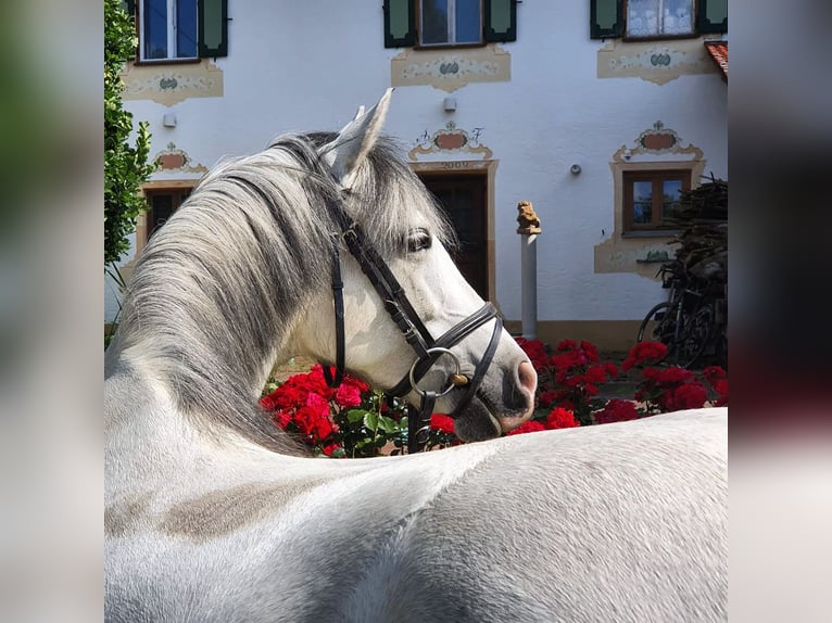 Welsh-C Giumenta 16 Anni 139 cm Grigio in Eichendorf