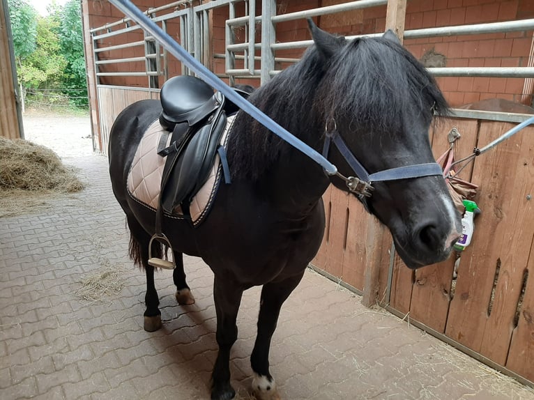 Welsh-C Giumenta 17 Anni 135 cm Baio scuro in Perkam