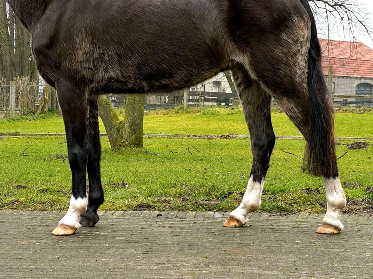 Welsh-C Giumenta 26 Anni 131 cm Baio scuro in Bocholt