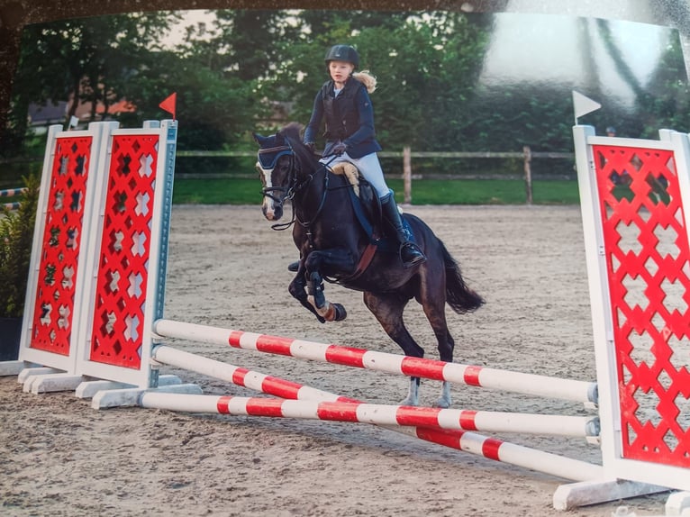 Welsh-C Giumenta 26 Anni 131 cm Baio scuro in Bocholt