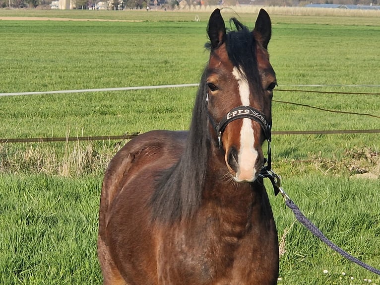 Welsh-C Giumenta 2 Anni 130 cm Baio scuro in Korschenbroich